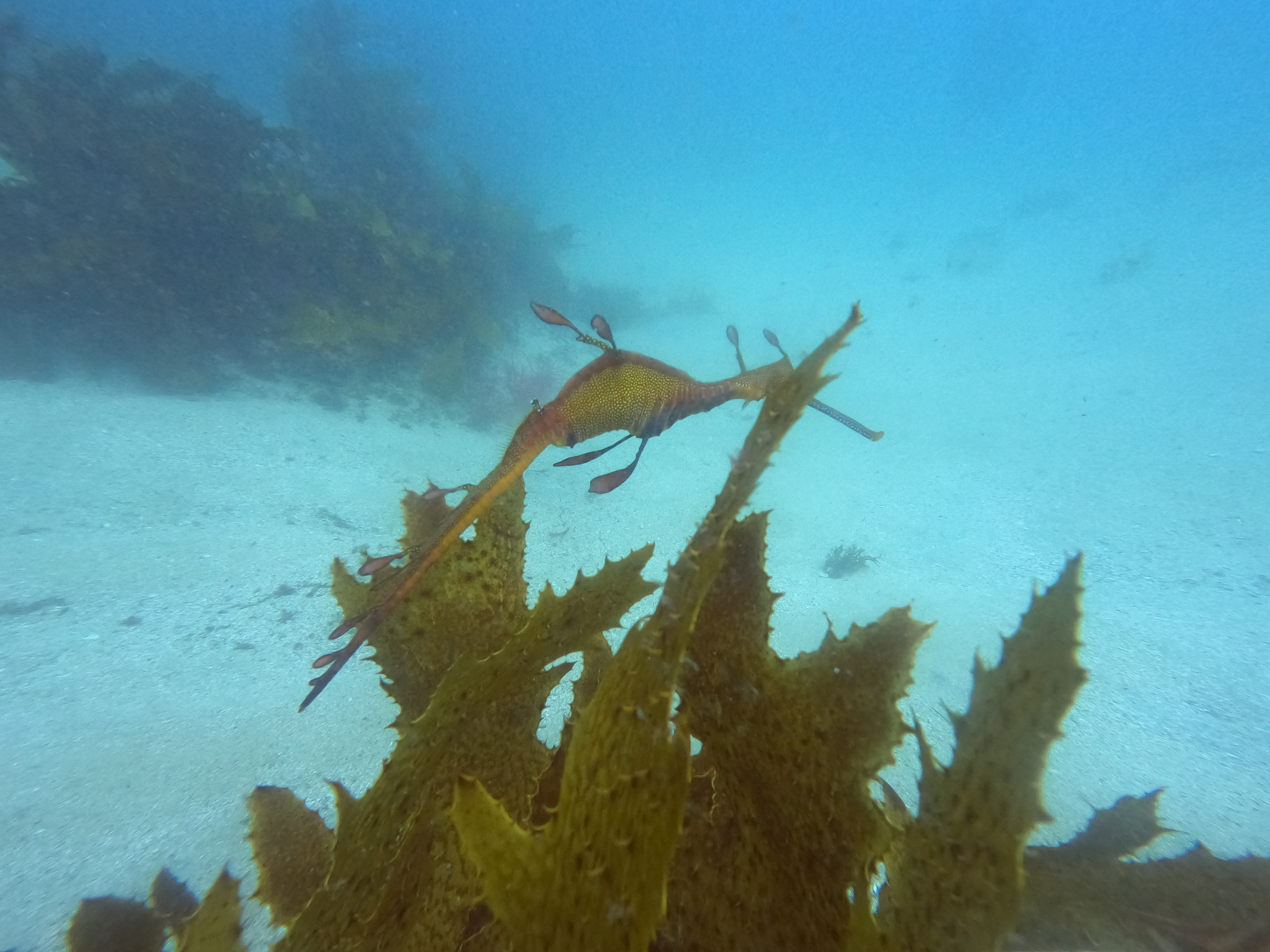 Dive Photo 14